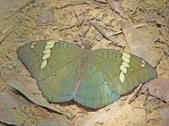 Euthalia patala