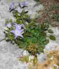 Campanula versicolor