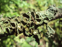 Winsoria bipatria