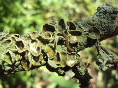 Winsoria bipatria