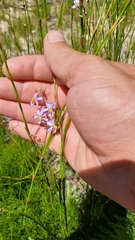 Cyanella hyacinthoides