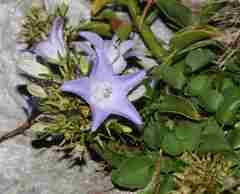 Campanula versicolor