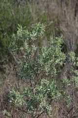 Hermannia hyssopifolia