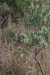 Hermannia hyssopifolia