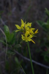 Bobartia orientalis