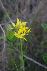 Bobartia orientalis