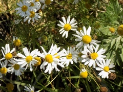 Tripleurospermum inodorum