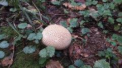 Scleroderma aurantium