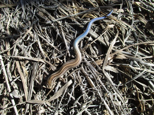 Many-lined Skink