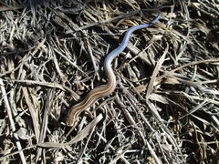 Plestiodon multivirgatus