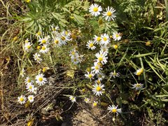 Tripleurospermum inodorum