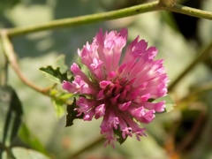 Trifolium pratense