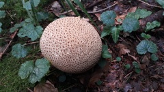 Scleroderma aurantium