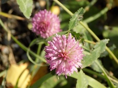 Trifolium pratense