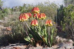 Cyrtanthus obliquus
