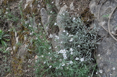 Achillea ageratifolia
