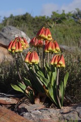 Cyrtanthus obliquus