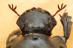 Homocopris torulosus