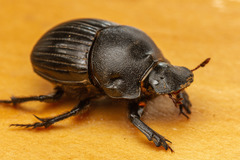 Homocopris torulosus