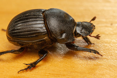 Homocopris torulosus