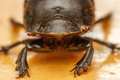 Homocopris torulosus