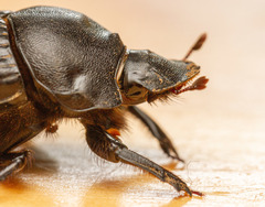 Homocopris torulosus