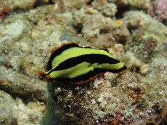 Pseudoceros dimidiatus