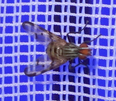 Otitinae
