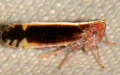 Stenocranus vittatus