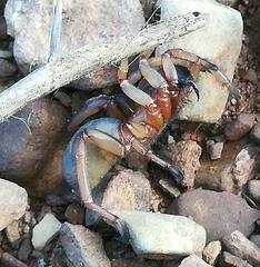 Nemesiidae