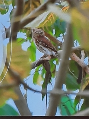 Glaucidium peruanum