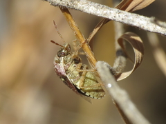 Stagonomus bipunctatus