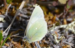 Colias tyche thula