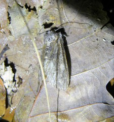 Luperina dumerilii