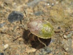 Stagonomus bipunctatus