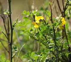 Hippocrepis emerus