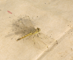 Brachythemis impartita