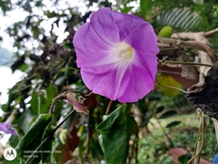 Ipomoea mairetii