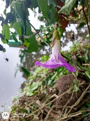 Ipomoea mairetii