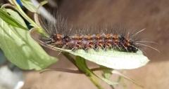 Agyrta