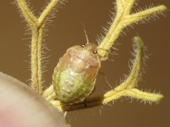 Stagonomus bipunctatus