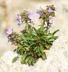 Campanula versicolor