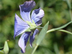 Linum alpinum