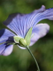 Linum alpinum