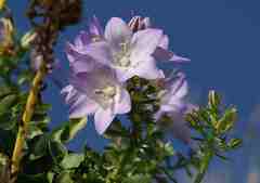 Campanula versicolor