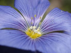 Linum alpinum