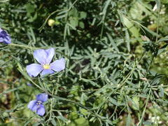 Linum alpinum