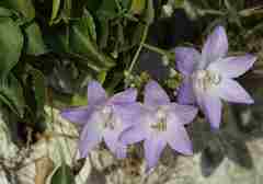 Campanula versicolor