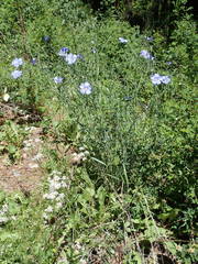 Linum alpinum