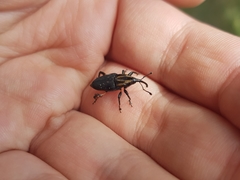Metamasius sericeus